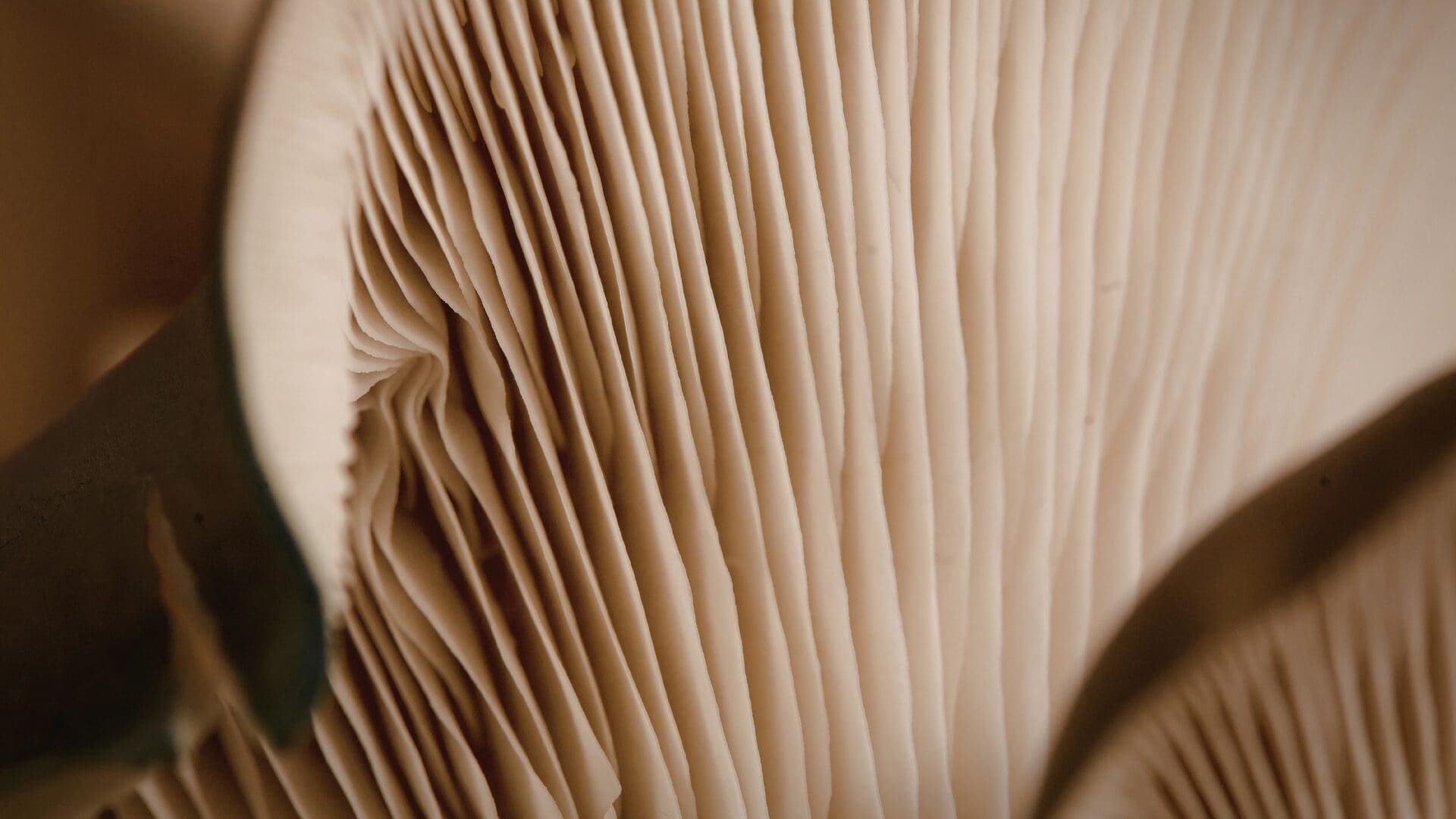 Featured image for Closing the coordination gap: A guide to systems change through ecosystem building